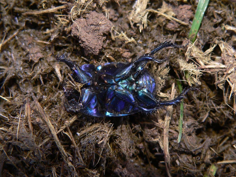 Sericotrupes niger: non  tutto oro quello che luccica!